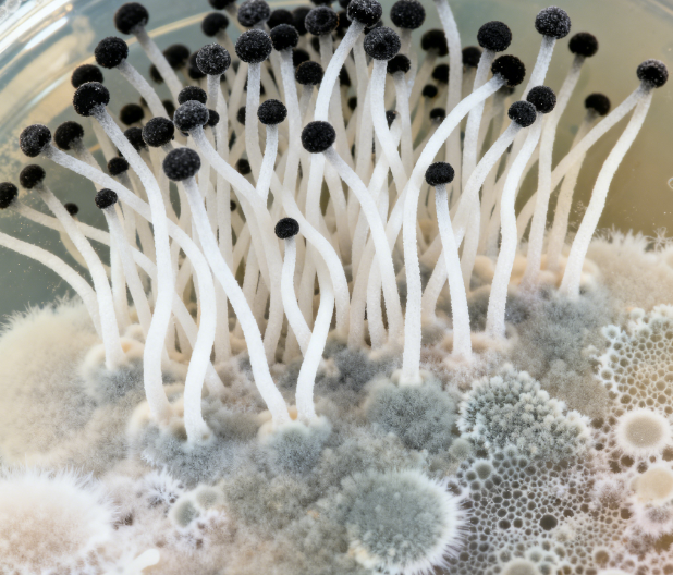 飼料原料冬季儲存風(fēng)險(xiǎn)升級，熒光定量真菌毒素檢測儀功能顯優(yōu)勢