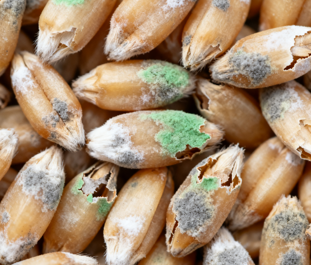 高校實驗室用：LD-LZ1真菌毒素檢測儀，熒光定量技術(shù)適配教學科研